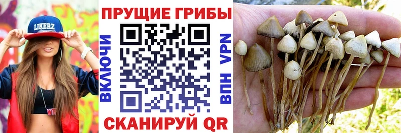 Купить закладки  Кунгур  Псилоцибиновые грибы Psilocybe 